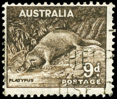 AUSTRALIA - CIRCA 1943: A Stamp printed in AUSTRALIA shows the Platypus, circa 1943のeditorial素材