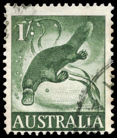 AUSTRALIA - CIRCA 1960: A Stamp printed in AUSTRALIA shows the Platypus, circa 1960のeditorial素材