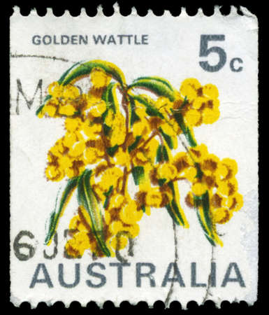 AUSTRALIA - CIRCA 1970: A Stamp printed in AUSTRALIA shows the Golden Wattle (Acacia pycnatha), national flower, circa 1970のeditorial素材