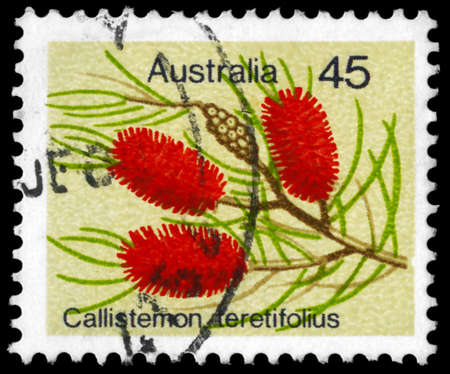 AUSTRALIA - CIRCA 1975: A Stamp printed in AUSTRALIA shows the Needle Bottlebush (Callistemon teretifolius), series, circa 1975のeditorial素材