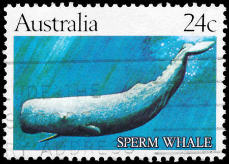 AUSTRALIA - CIRCA 1982: A Stamp printed in AUSTRALIA shows the Sperm Whale, series, circa 1982のeditorial素材