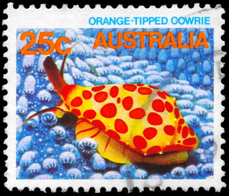 AUSTRALIA - CIRCA 1984: A Stamp printed in AUSTRALIA shows the Orange-tipped cowrie, series, circa 1984のeditorial素材