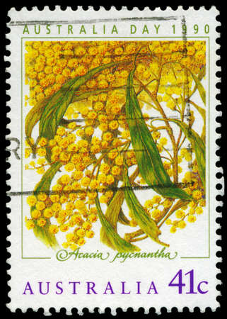AUSTRALIA - CIRCA 1990: A Stamp printed in AUSTRALIA shows the Golden Wattle (Acacia pycnatha), Australia Day issue, circa 1990のeditorial素材
