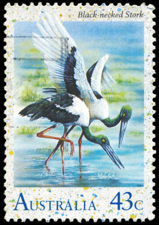 AUSTRALIA - CIRCA 1991: A Stamp printed in AUSTRALIA shows the Black-necked Stork, Water Birds series, circa 1991のeditorial素材