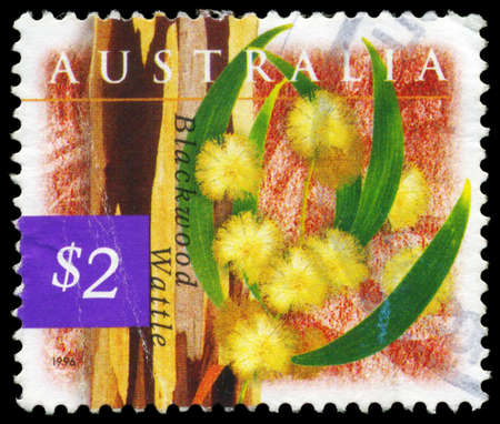 AUSTRALIA - CIRCA 1996: A Stamp printed in AUSTRALIA shows the Blackwood Wattle, Flowers series, circa 1996のeditorial素材