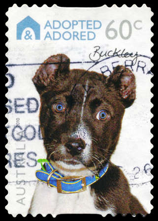 AUSTRALIA - CIRCA 2010: A Stamp printed in AUSTRALIA shows the Dog "Buckley", "Adopted and Adored" series, circa 2010のeditorial素材
