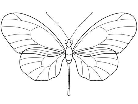 The transparent outlinear skeleton of the Butterfly for various designのイラスト素材