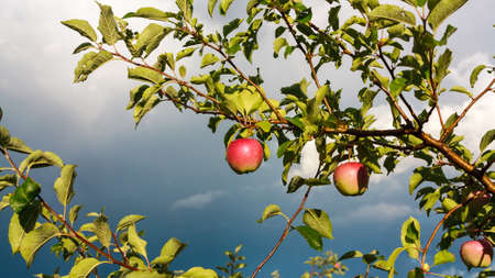 Apple tree branch after a rainの写真素材