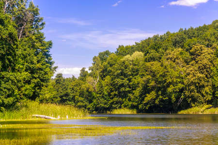 Summer landscape with forest lakeの写真素材