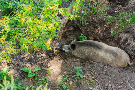 Top view of a wild swineの写真素材