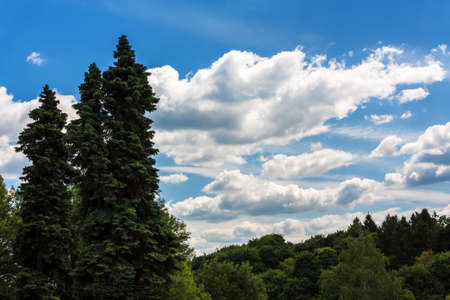 Landscape with fir trees and skyの写真素材