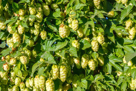 Background of the hop bush