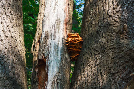 Landscape with mushrooms on the trees trunksの写真素材
