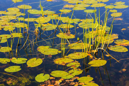 Background with driftweed on water surfaceの写真素材