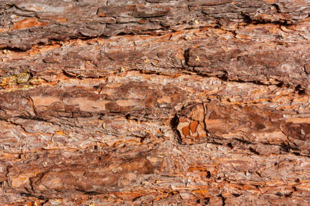 Background of the pine bark