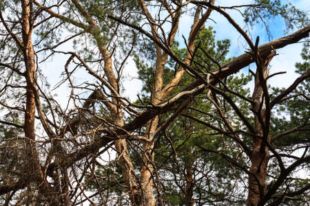 Landscape with forest broken treesの写真素材