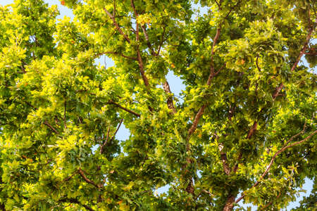 Landscape with oak sunny branches background