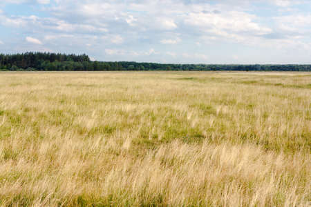 Country landscape with grass field and skyの写真素材