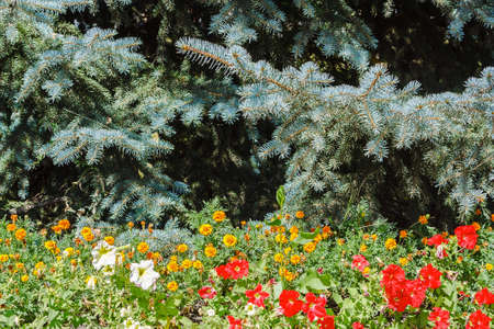 Landscape with flowers and firsの写真素材
