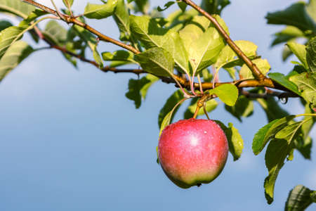 Landscape with red apple fruit on branchの写真素材
