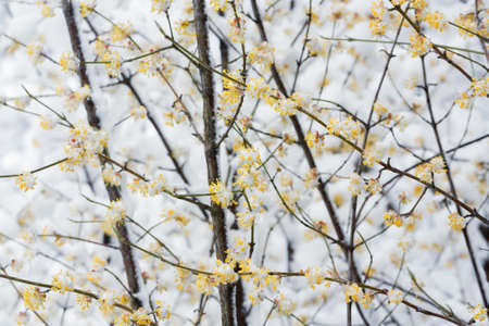 Snowed cornel blossoming branches due to weather anomaly