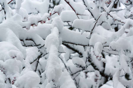 Snow-covered blossoming apricot branches on backgroundの写真素材