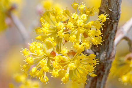 Cornel flowers and branch on backgroundの写真素材