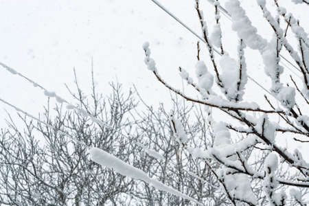 Landscape with tree branches and snowfall