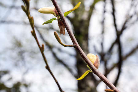 Nature background with spring breaking branchesの写真素材