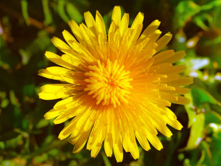 Yellow dandelion flower head closeup on green grass background