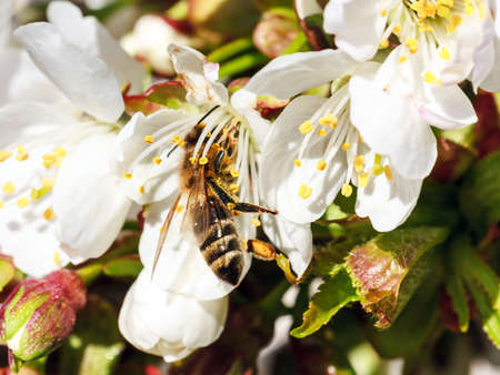 Honey bee on sweet cherry flowers closeup