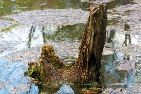 Landscape with rotten stub on water surfaceの写真素材
