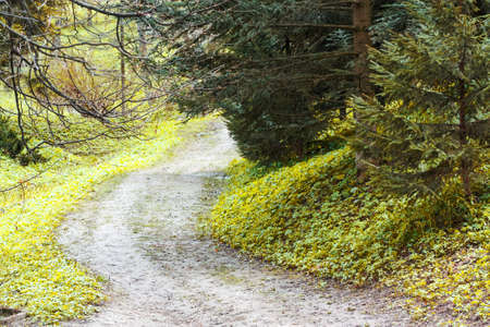 Spring nature park landscape with trees and footpathの写真素材