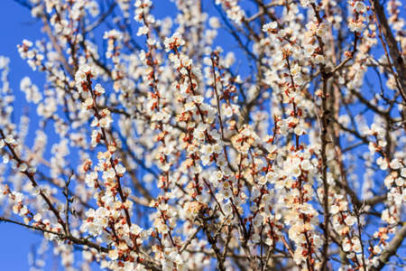 Apricot flowers and branches on blue sky background