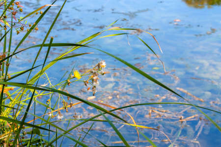 Wild flowers on the water surface background