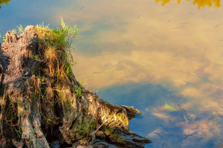 Landscape with stump and water surface