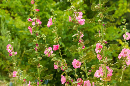 Mallow flowers on the green grass background
