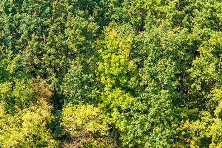 Landscape with green forest trees