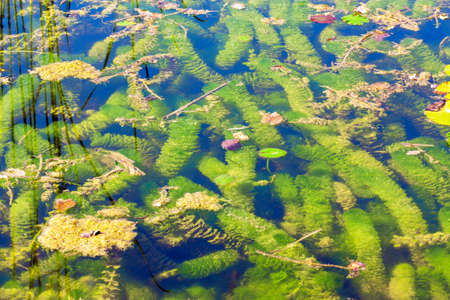 Green algae on the water surface background
