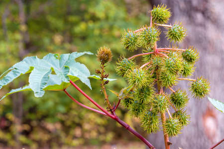 Landscape with castor bean plant closeup