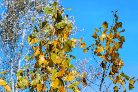 Autumn landscape with birch branches on sky background