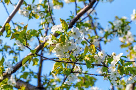 Landscape of sweet cherry blossoming branches and beeの写真素材