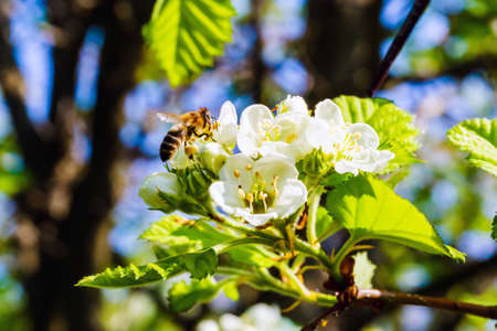 Branch with flowers and honeybee closeupの写真素材