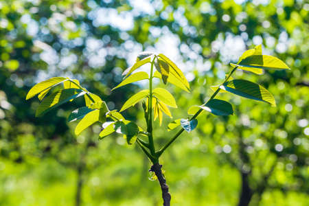Young green walnut branchlets closeup