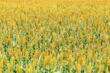 Natural background from the sorghum plantation field