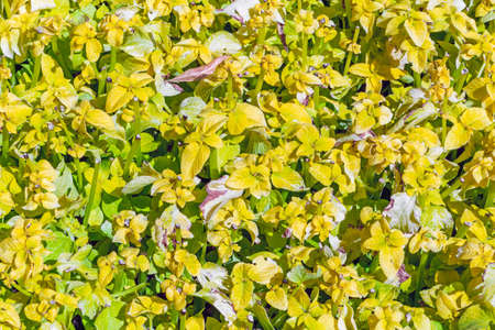 Plural motley varicoloured grass background