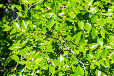 Ziziphus jujuba flowering branches backgroundの写真素材
