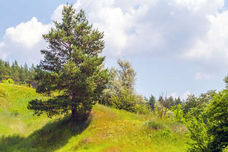 Landscape with trees and sky