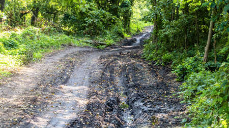 Landscape with the forest dirt roadの写真素材