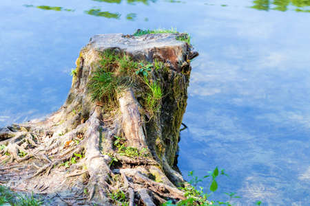 Landscape with stump and water surface